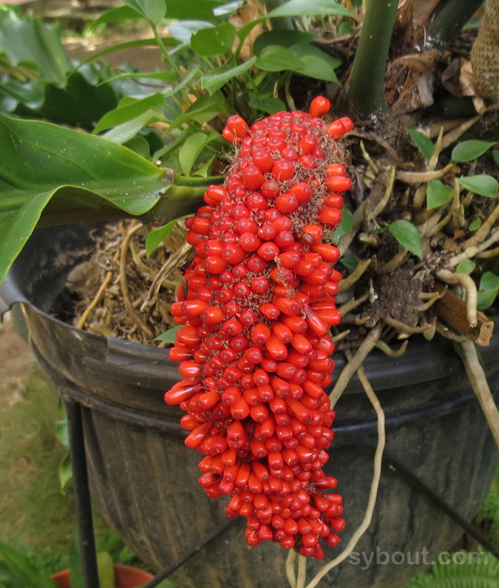 Anthurium plowmanii berries