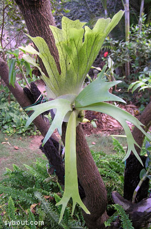 Stag's Horn Fern