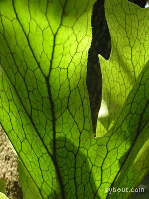 Stag's Horn Fern