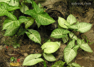 Calathea picturata 'Vandenheckei'