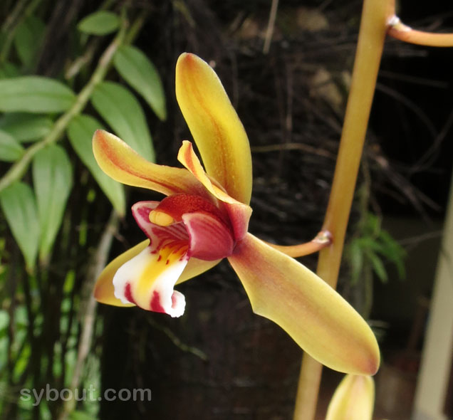 Cymbidium finlaysonianum