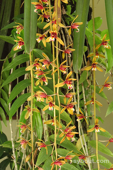 Cymbidium finlaysonianum