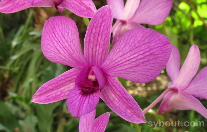 Tropical garden plants - orchids - botany