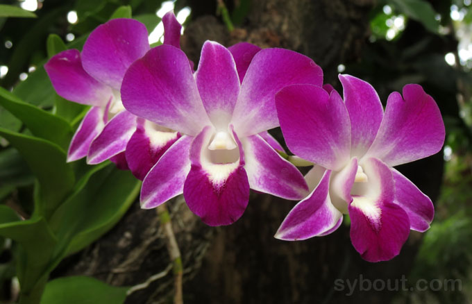 Purple-white Dendrobium