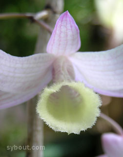 Dendrobium aphyllum