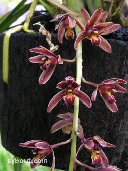 Cymbidium bicolor