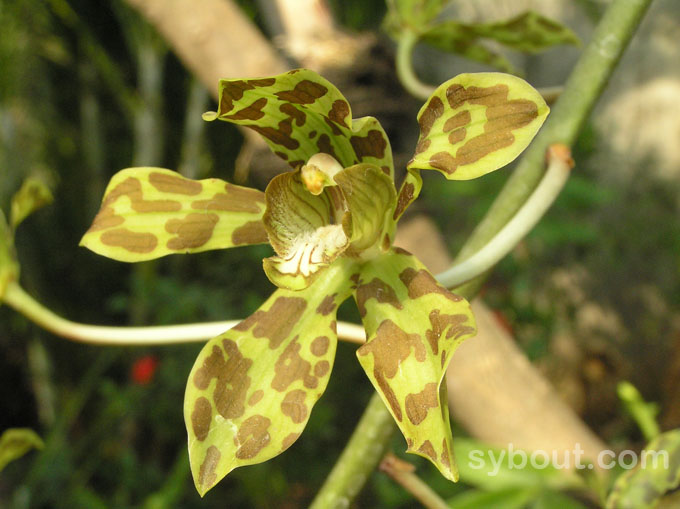 Grammatophyllum scriptum