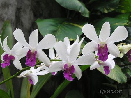 Dendrobium 'Madame Wipa