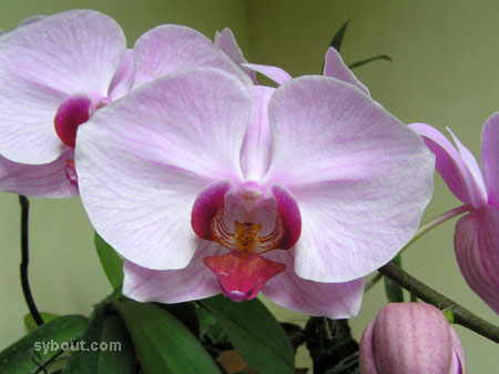 Phalaenopsis Hybrid