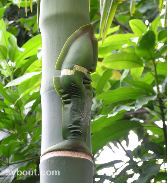 Betel Nut Palm inflorescence bud
