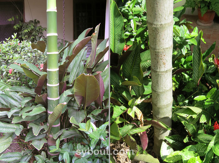 Betel Nut Palm stem