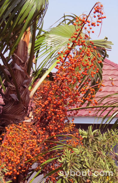 Fan Palm - L. rotundifolia - Fruits
