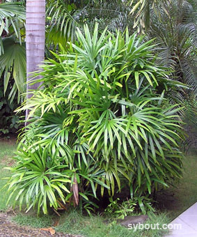 Palm Weregu