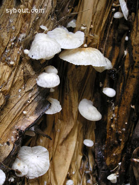 fungus on leaves