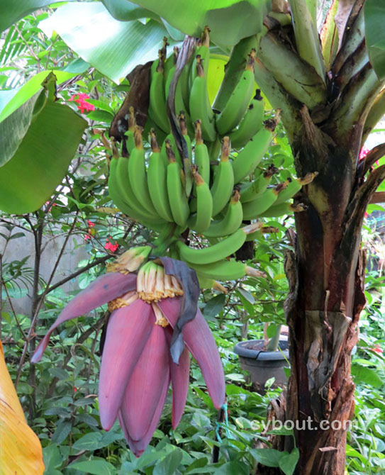 Tropical garden plants - fruit trees - botany