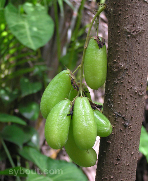 Bilimbi fruits