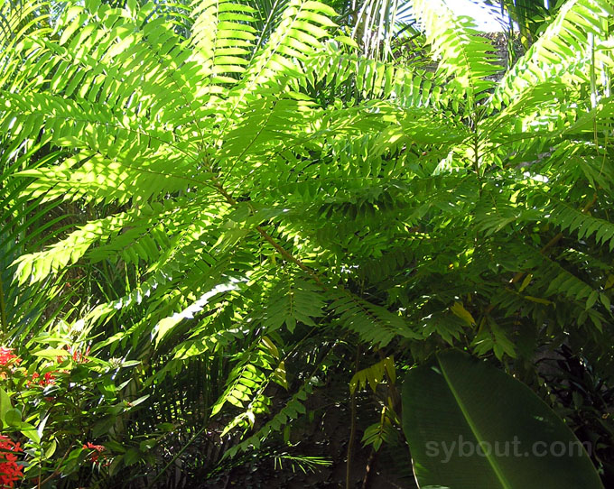 Bilimbi tree