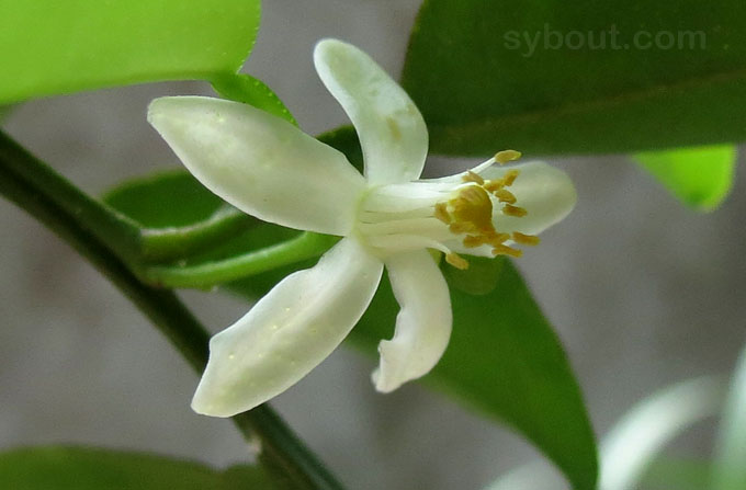 Nasnaran Mandarin - Jeruk Sambal flower