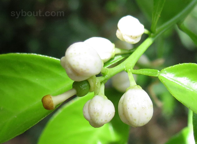 Nasnaran Mandarin - Jeruk Sambal flower buds