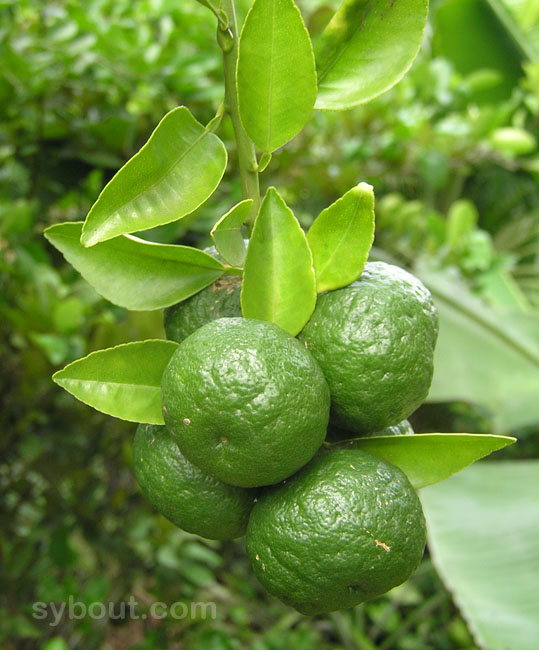 Nasnaran Mandarin - Jeruk Sambal