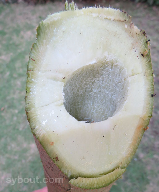 Cut papaya stem