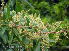 Mango Flowers