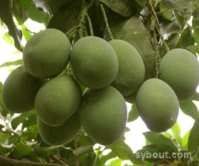 Mango Fruits