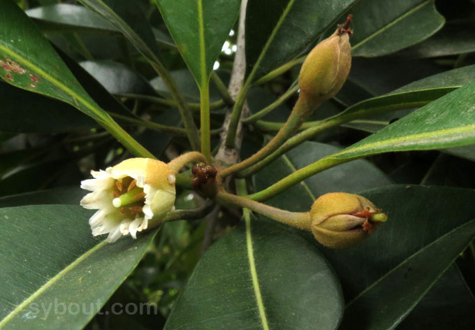 Sapodilla Flowers