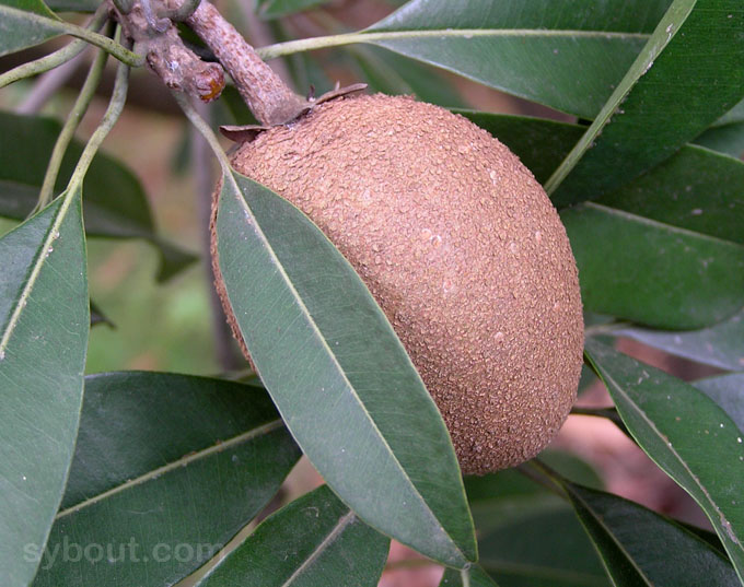 Sapodilla Fruit