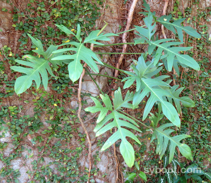 Oak Leaf Philodendron